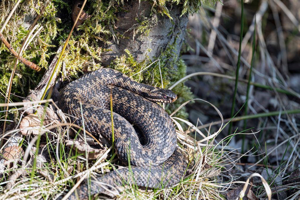 adder snake uk 2026 2027
