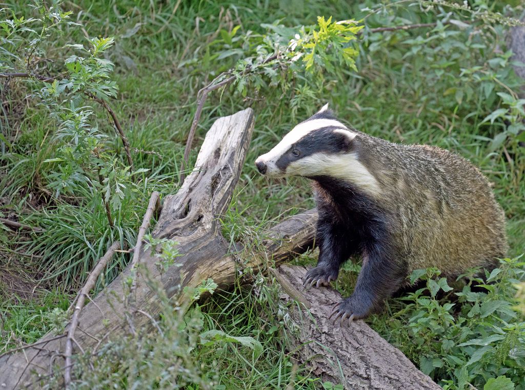 European badger standing on a log in lush green forest, Niedersachsen, Germany.