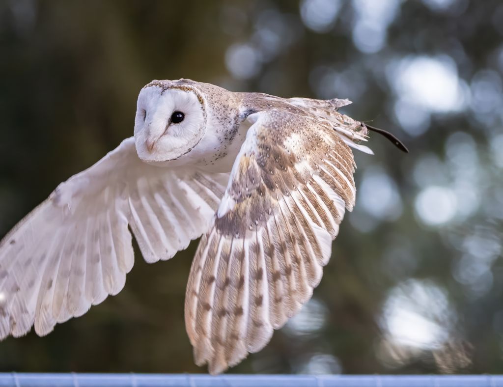Graceful barn owl soaring with wings spread, captured in Bargo, New South Wales.